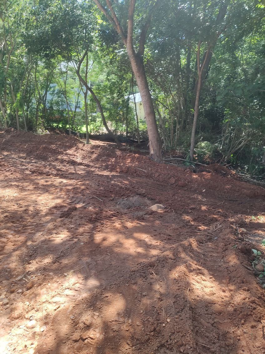Wooded dirt slope with sunlight filtering through dense green trees
