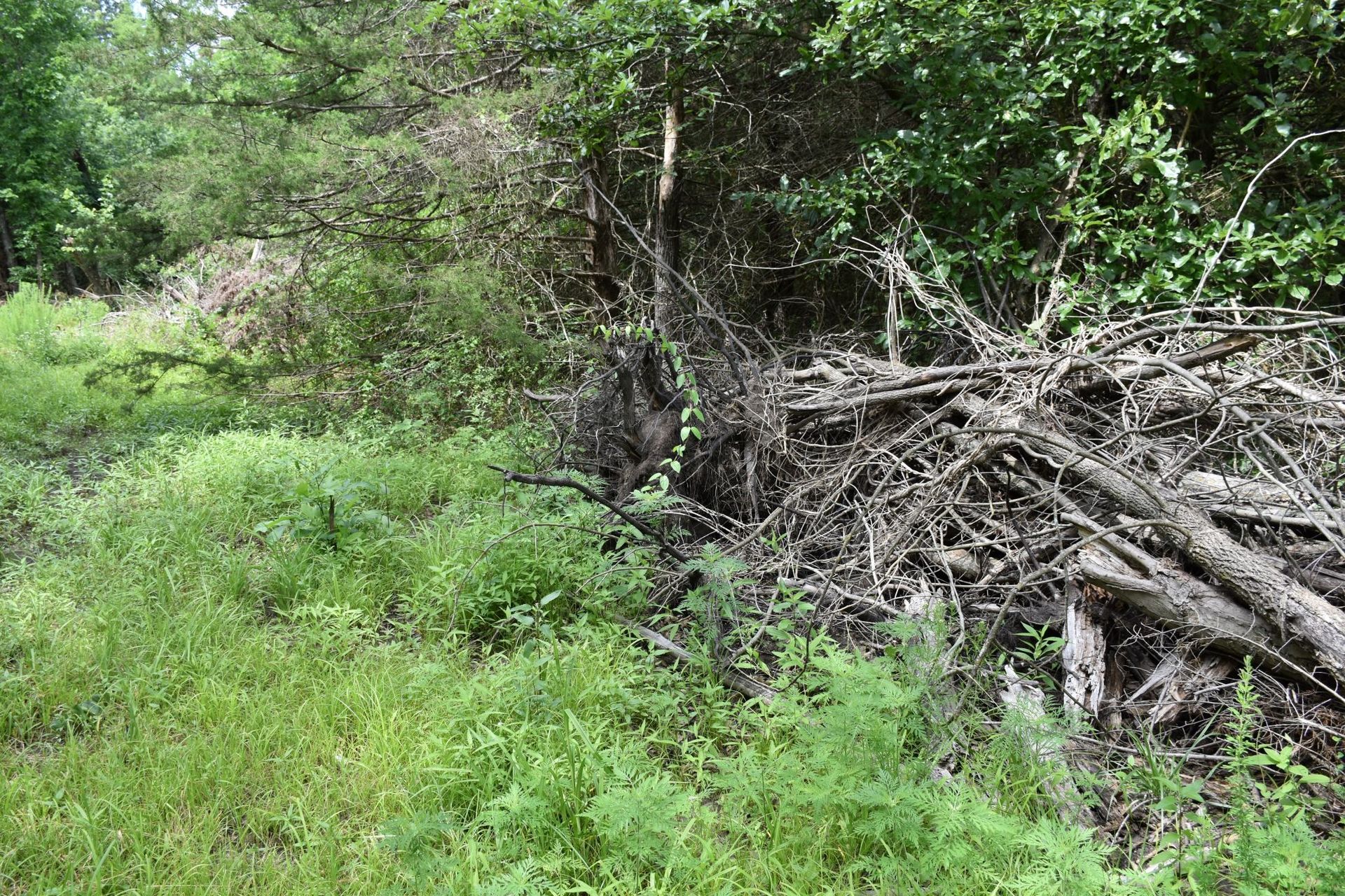Dense green woodland with a pile of fallen branches and logs on the right.