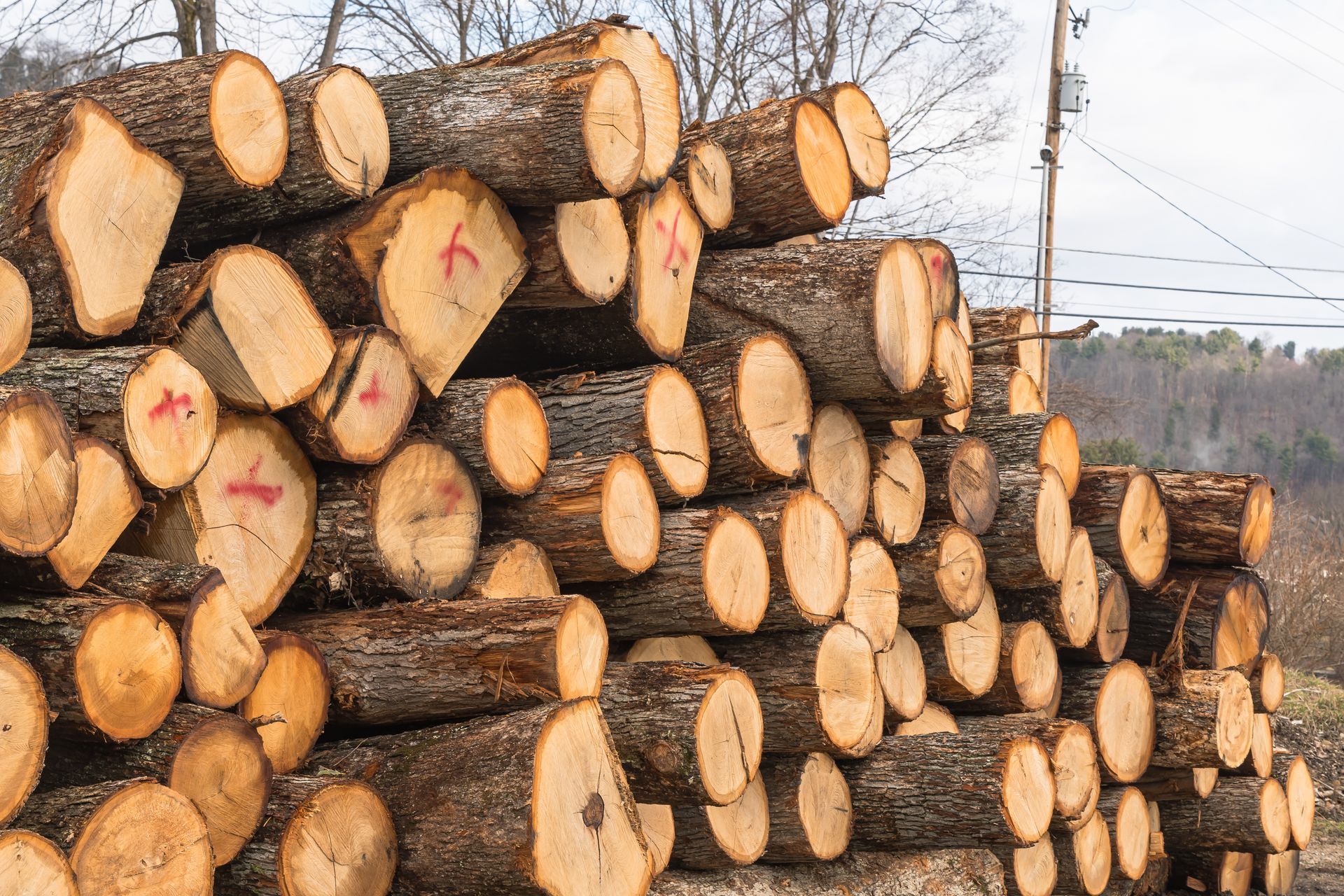Stack of freshly cut timber logs in forest showing tree rings from lumber logging operation.