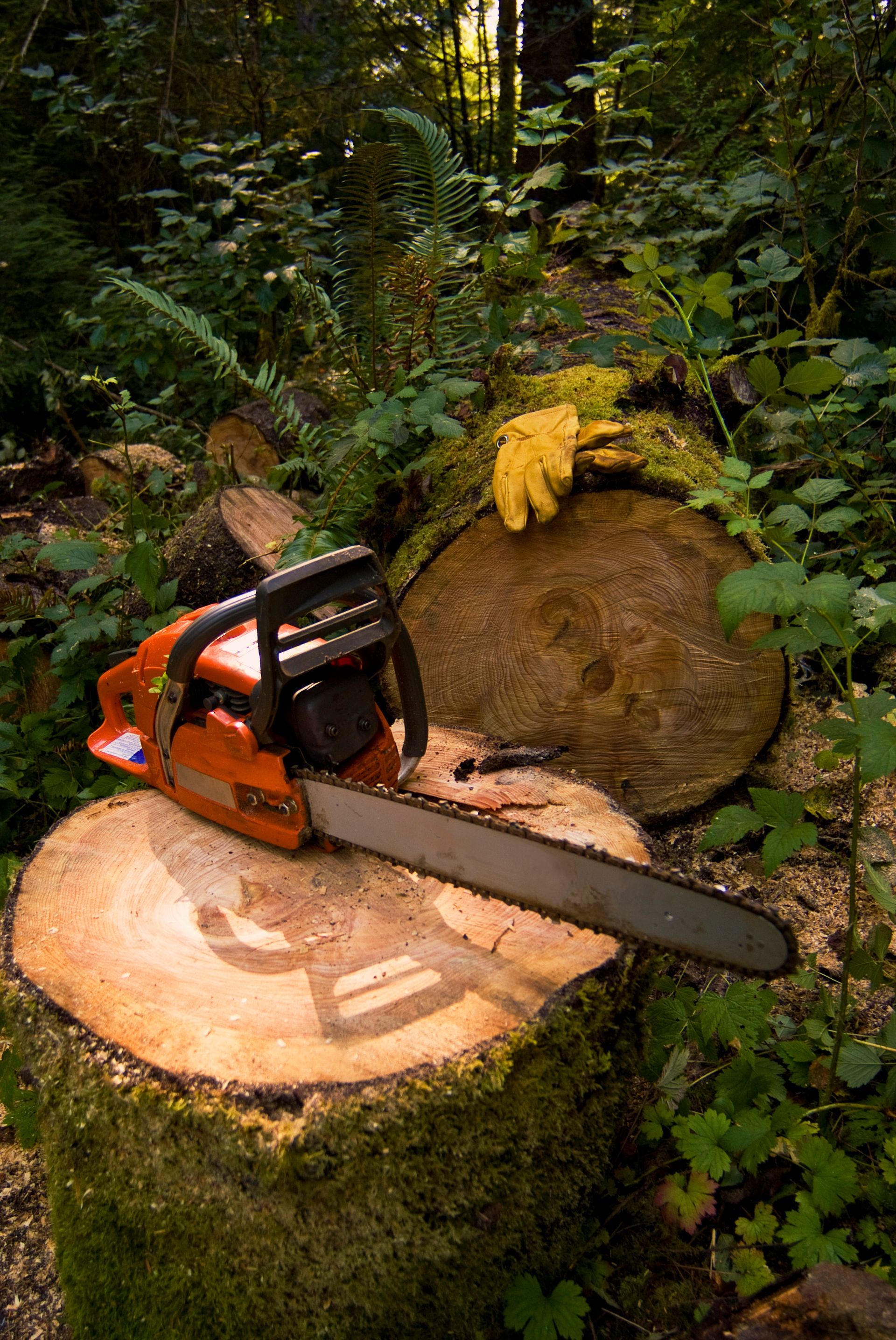A chainsaw on a stump with logging supplies from Wholesale Auto Parts in Grayson, KY.