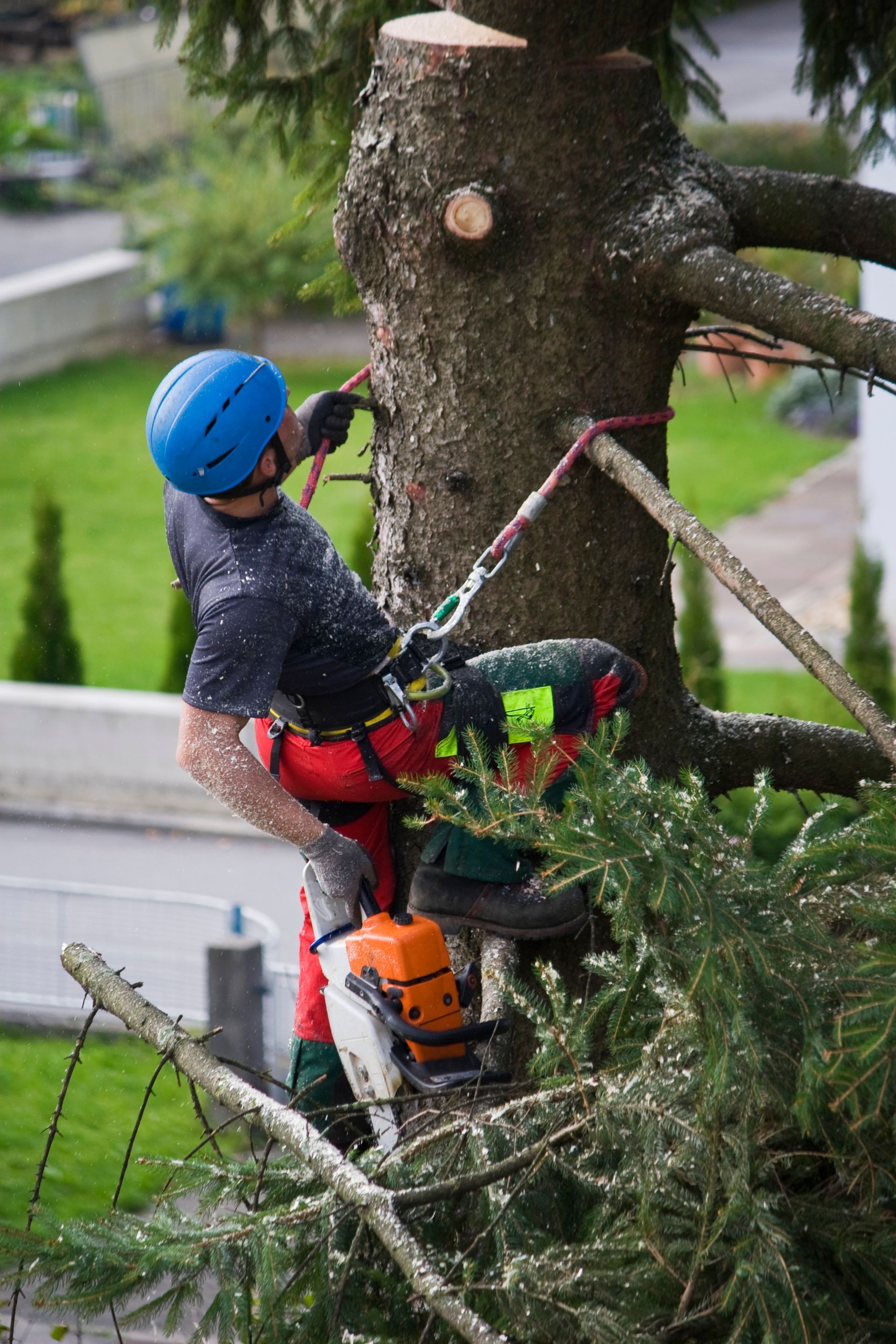 A lumberjack cutting down a tree using high-quality logging supplies from Wholesale Auto Parts in Grayson, KY.