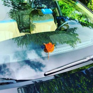 A vibrant orange autumn leaf rests on the lower center of a car windshield, reflecting the surrounding trees and sky.