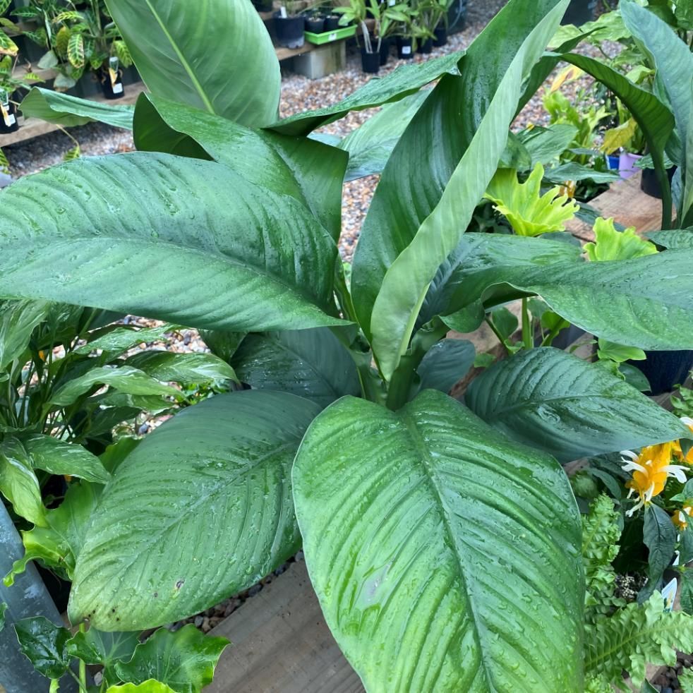 A Large Green Plant With Lots of Leaves is Sitting on a Wooden Table — Black Rock Garden Centre In Mullumbimby, NSW