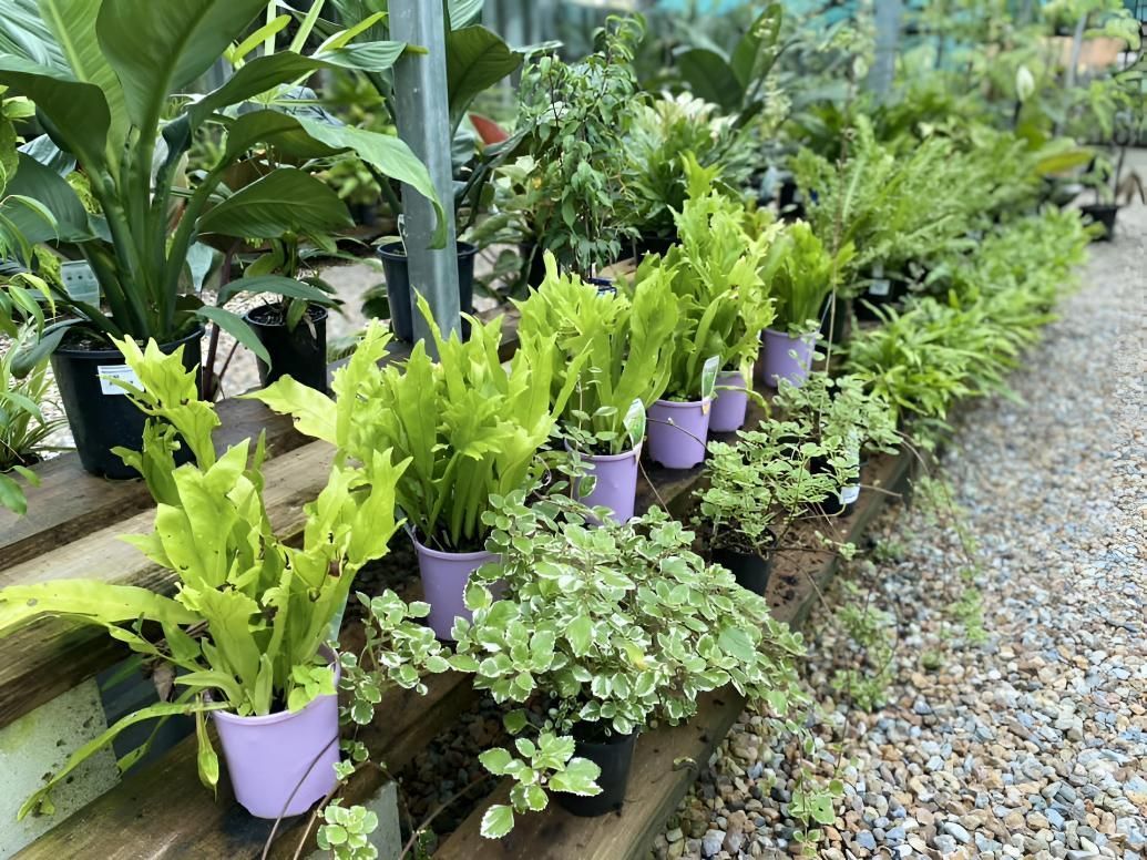 A Row of Potted Plants Sitting on Top of a Wooden Shelf — Black Rock Garden Centre In Mullumbimby, NSW