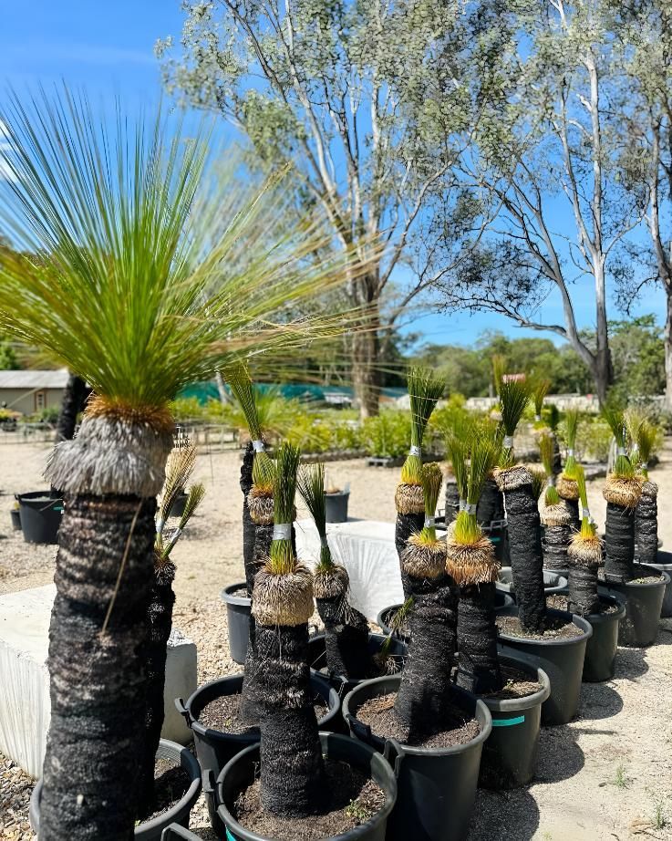 A Shot of Plants in Pots sitting in yard with Trees surrounding — Black Rock Garden Centre In Tyagarah, NSW