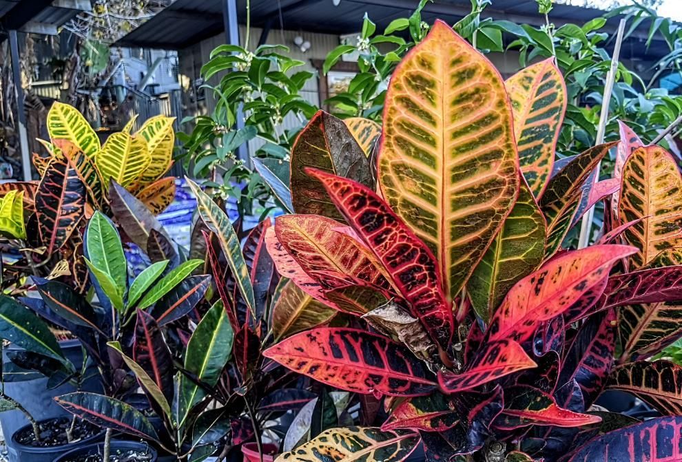 A Close Up of a Plant With Colourful Leaves in a Garden — Black Rock Garden Centre In Pottsville, NSW