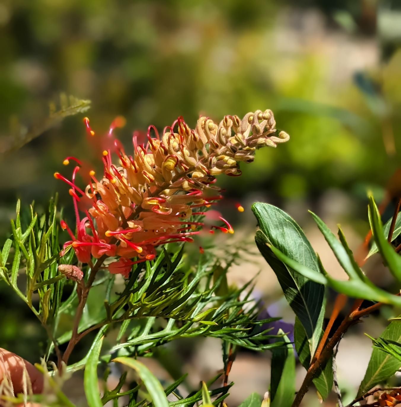 A Flower With Red Petals is Surrounded by Green Leaves — Black Rock Garden Centre In Ballina, NSW