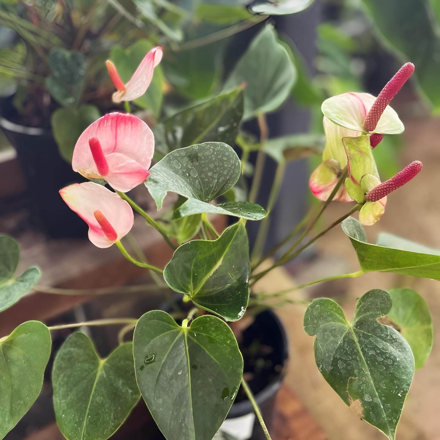 A Plant With Pink Flowers and Green Leaves — Black Rock Garden Centre In Pottsville, NSW