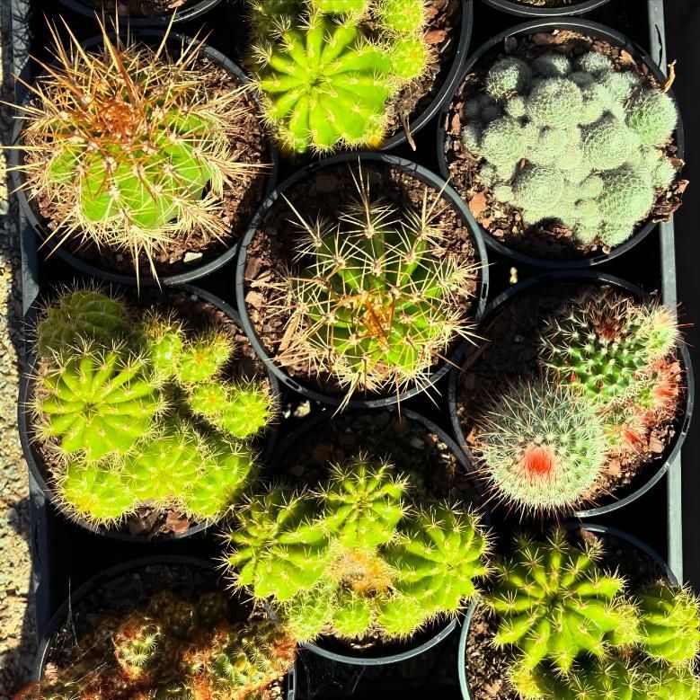 A Bunch of Potted Cactus Plants Sitting on Top of Each Other — Black Rock Garden Centre In Pottsville, NSW