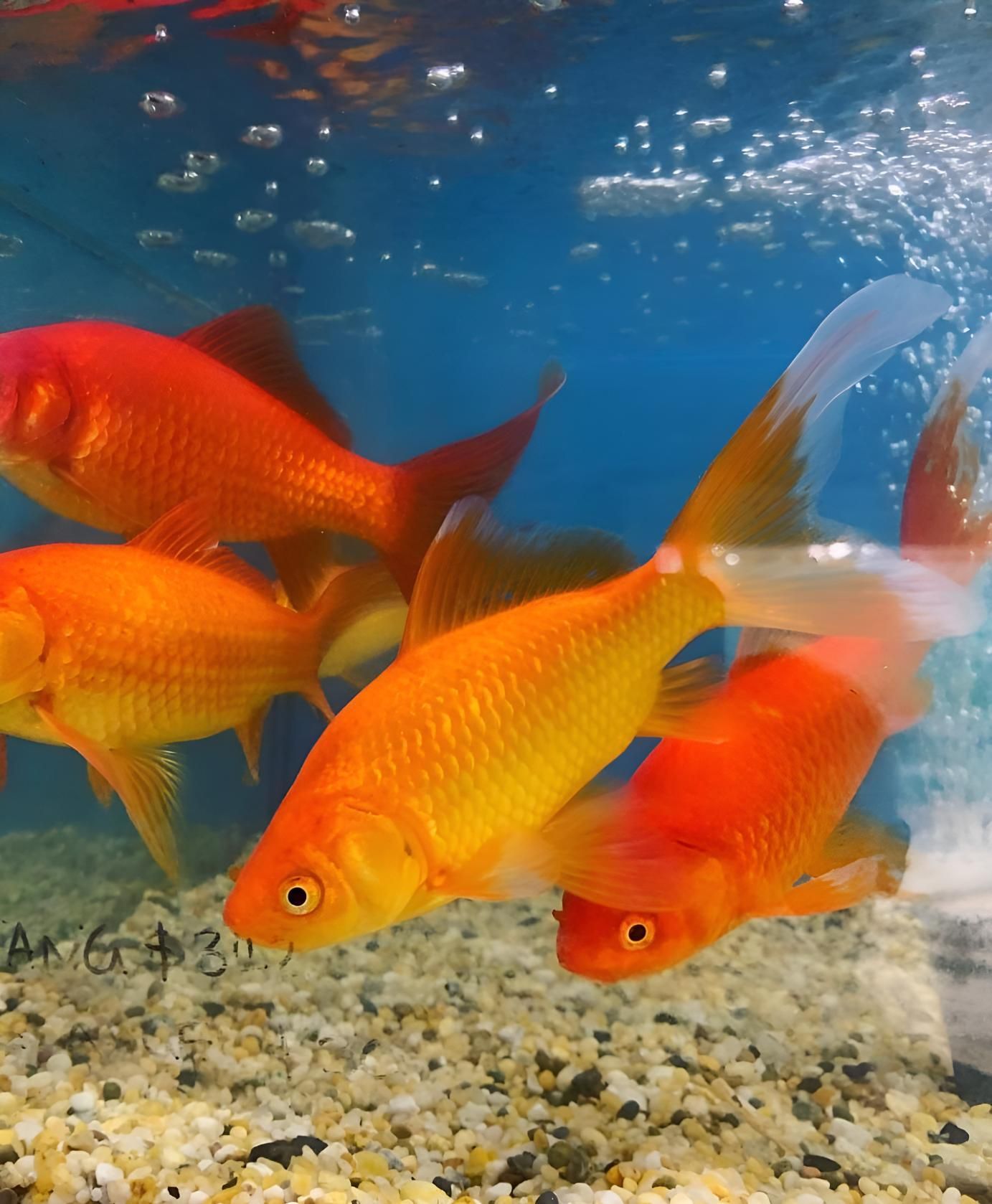 A Group of Goldfish Are Swimming in a Tank — Black Rock Garden Centre In Tyagarah, NSW