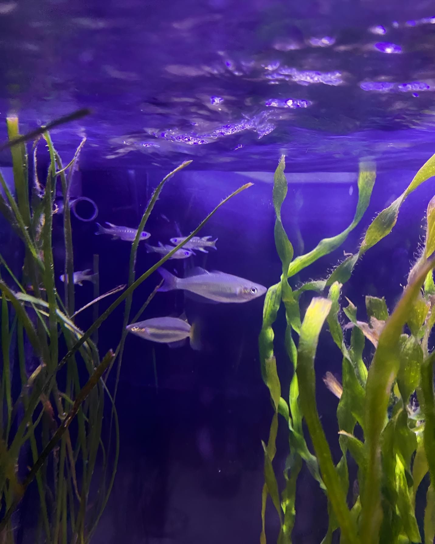 A Fish Tank Filled With Lots of Fish and Seaweed — Black Rock Garden Centre In Tyagarah, NSW