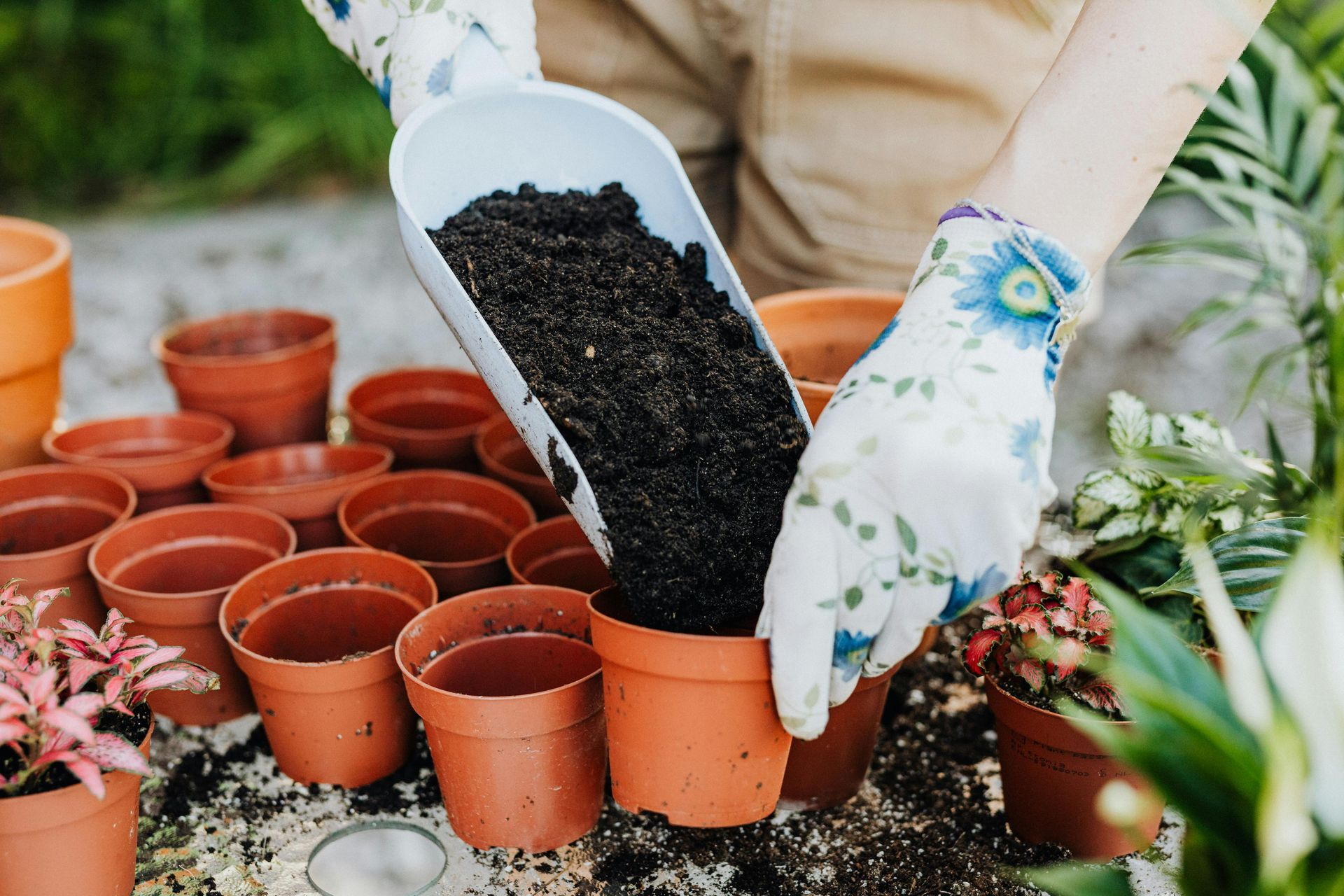 A Hand Shovelling Soil into small Plant Pot — Black Rock Garden Centre In Tyagarah, NSW