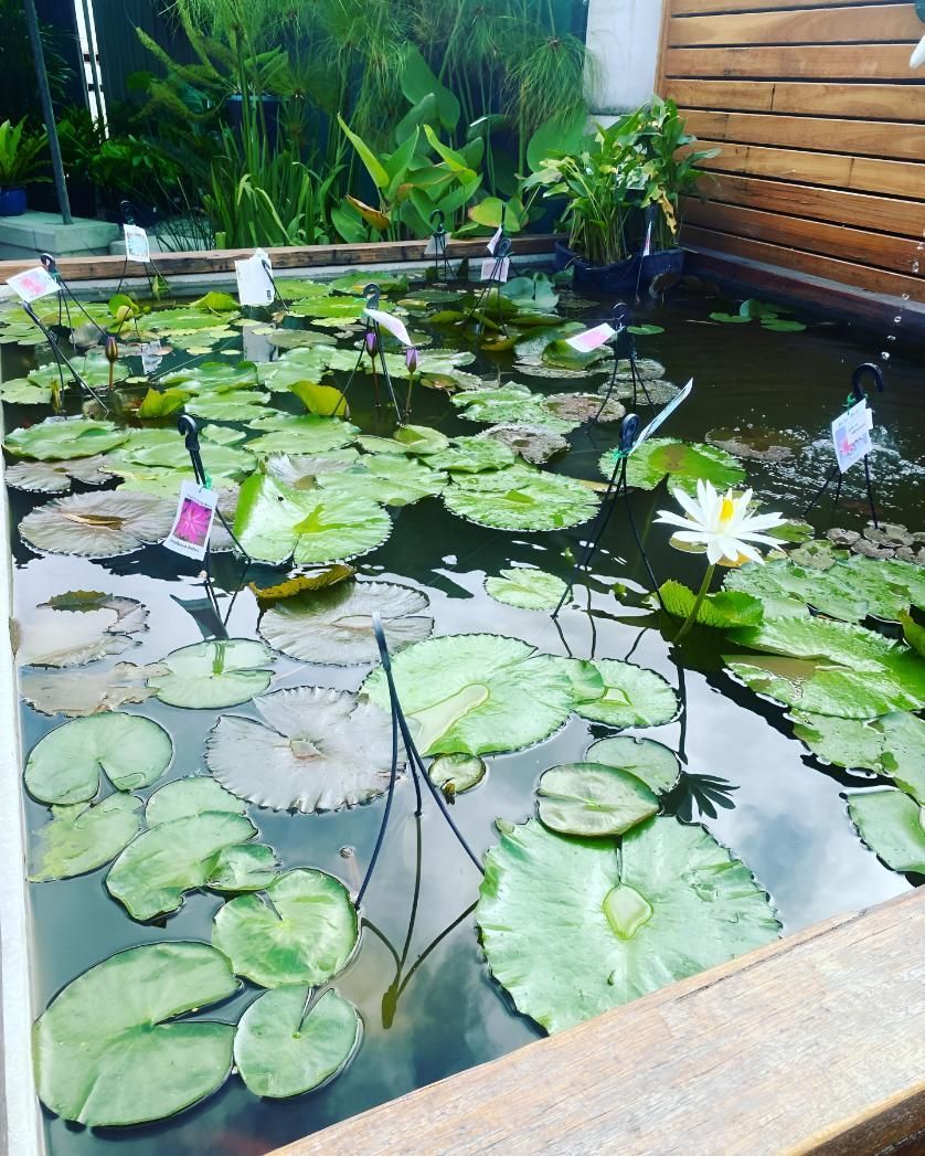 A Pond Filled With Water Lilies and Flowers — Black Rock Garden Centre In Tyagarah, NSW