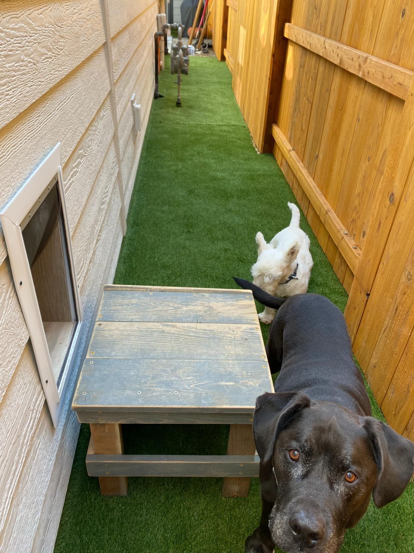 A black dog is standing next to a white dog on a wooden bench.