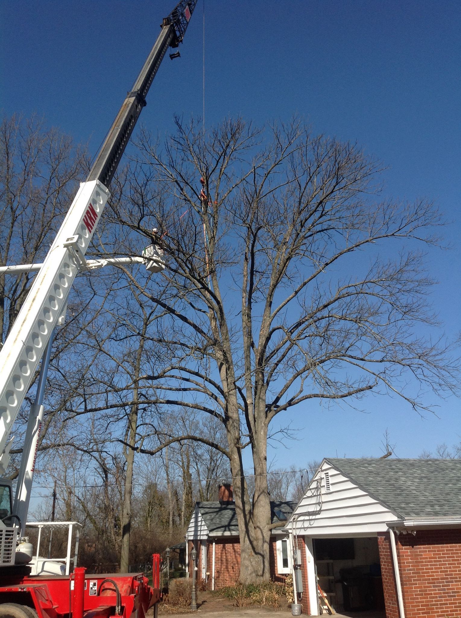 Reliable Tree Removal Services Springfield OH Reliable Tree Removal Services Springfield OH