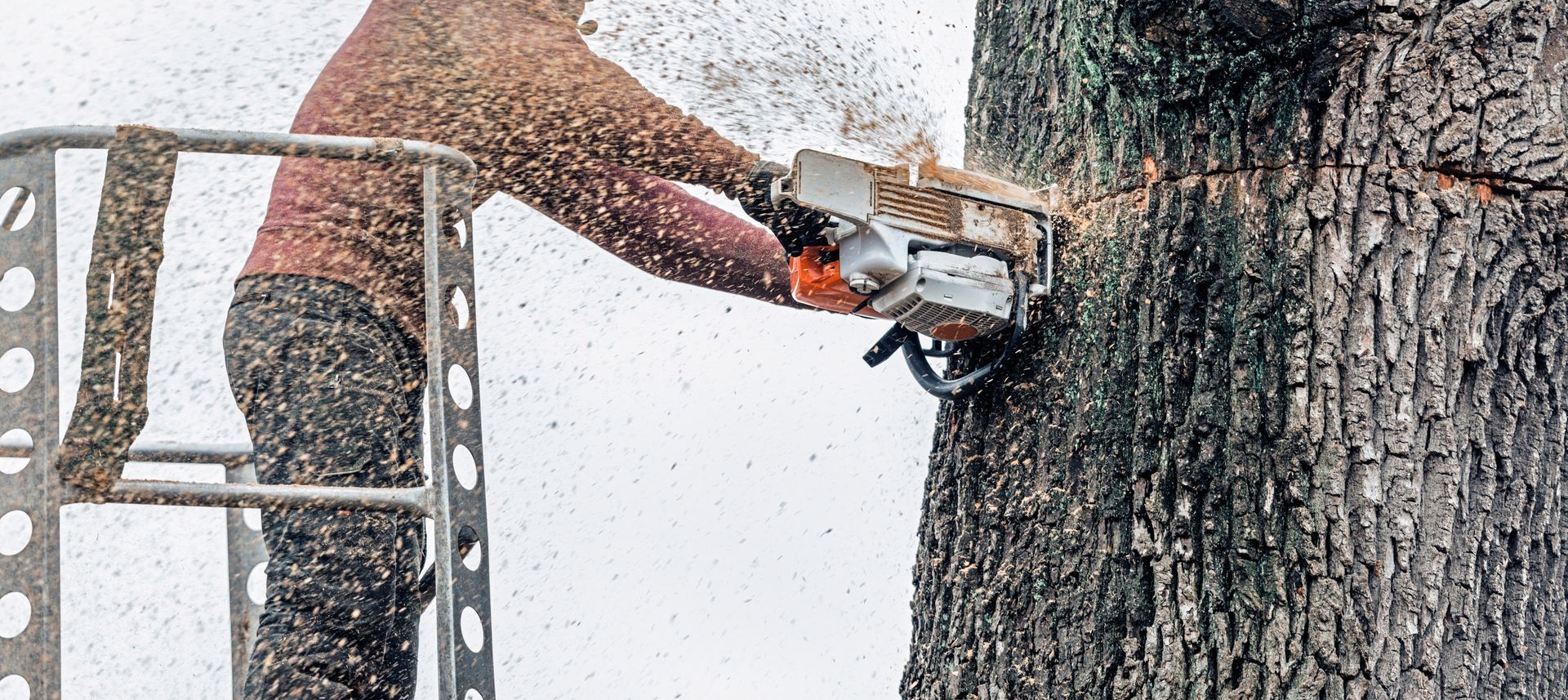 Tree surgeon in platform cutting thick tree trunk with chainsaw. Tree surgeon in platform cutting thick tree trunk with chainsaw.