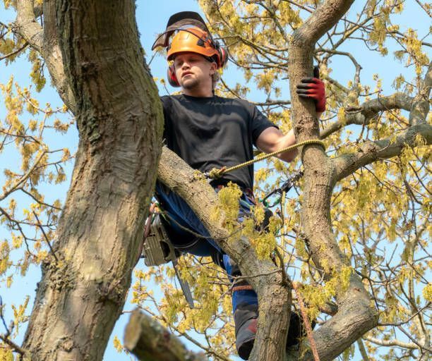 Arborist wearing safety helmet pruning tree branches with rope harness during professional tree service.