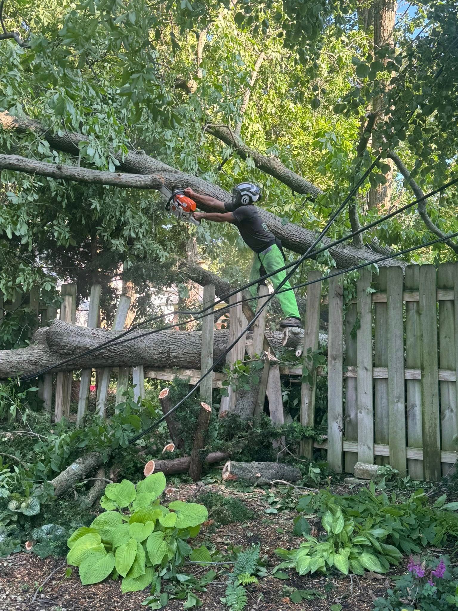 Tree Maintenance Services Springfield OH
