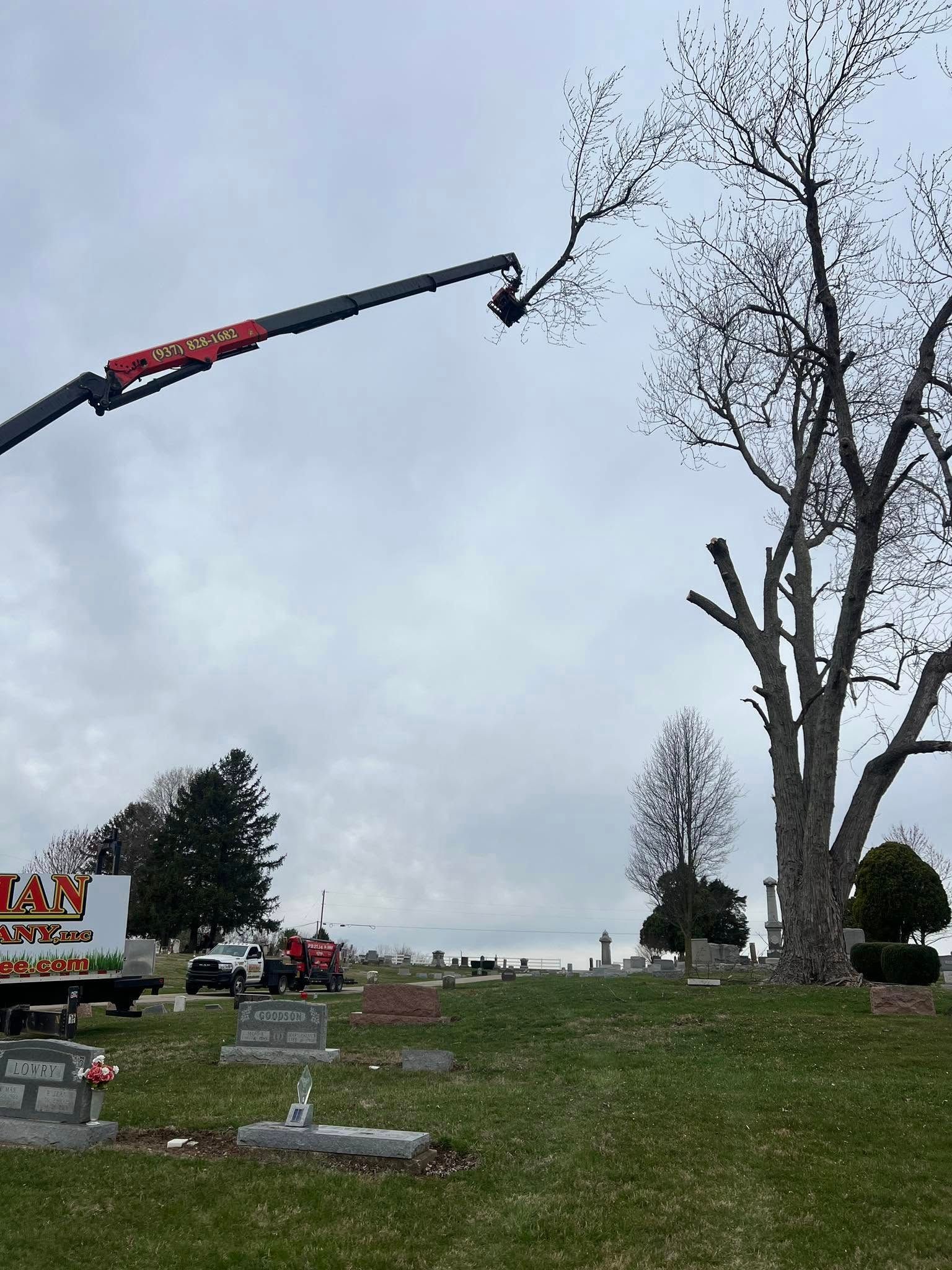 Comprehensive Tree Removal Services Springfield OH