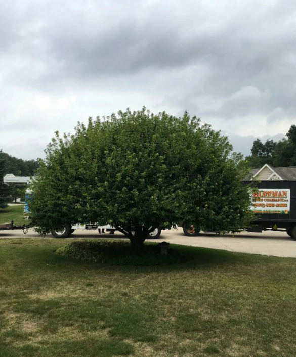Expert Tree Care Springfield OH