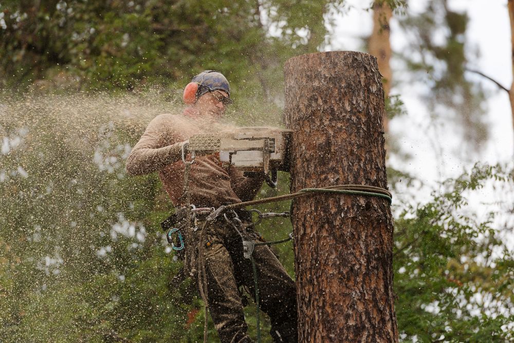 Person using a chainsaw to cut a tree trunk amid flying wood chips in a forest.