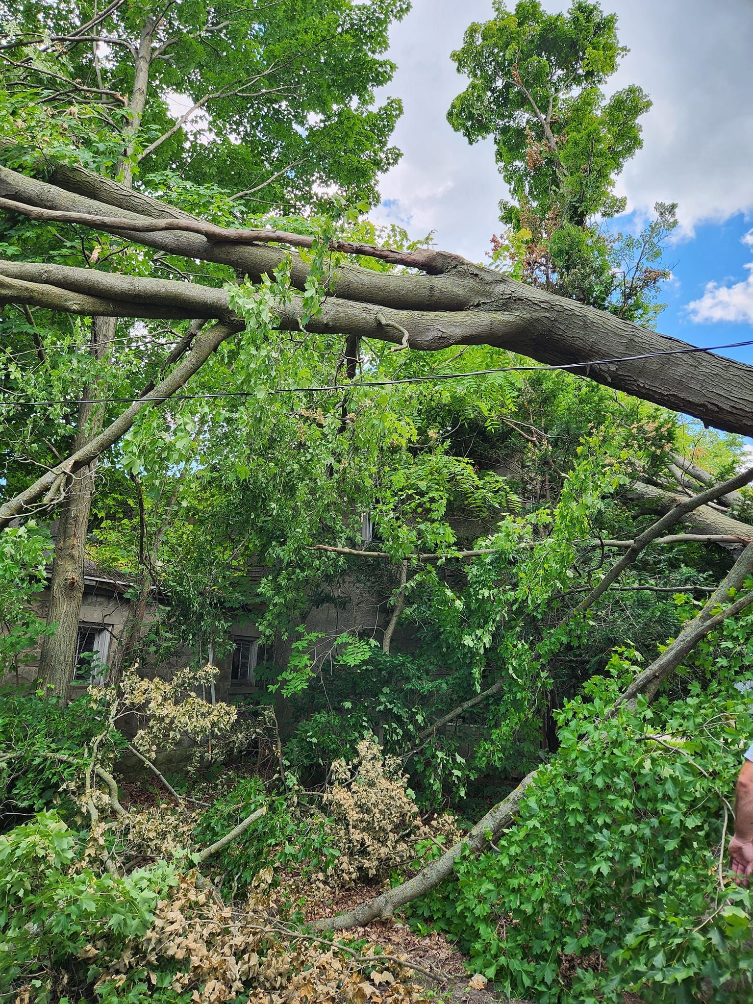 A tree that has fallen in the middle of a forest.