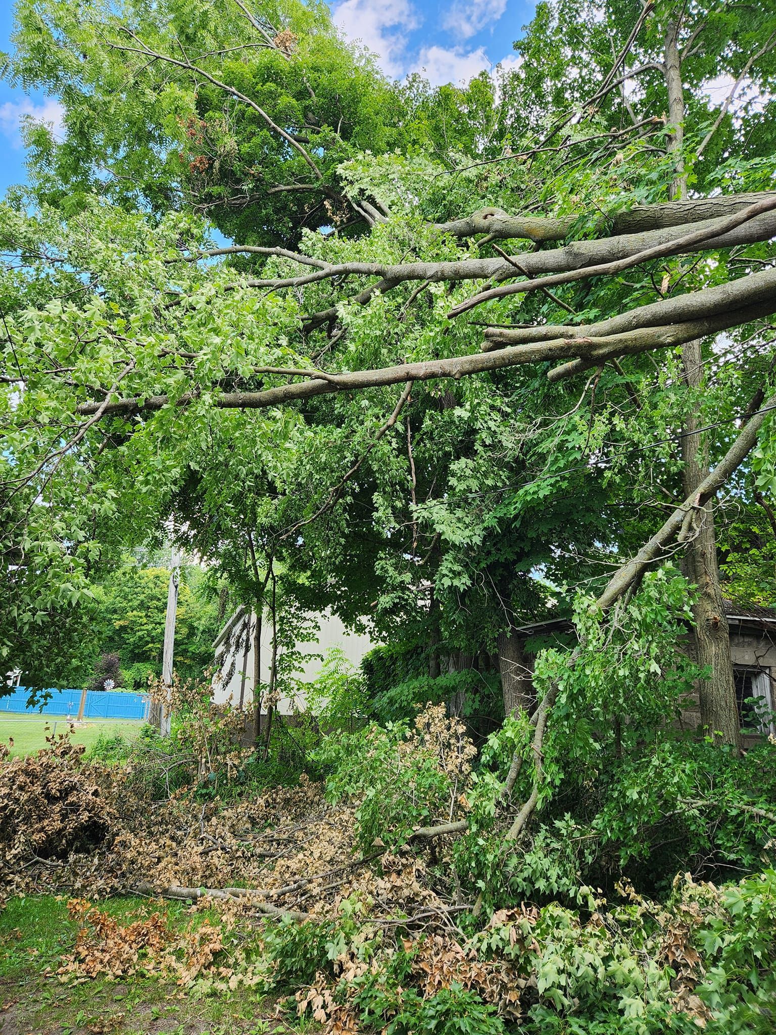 A tree that has fallen in the middle of a field.