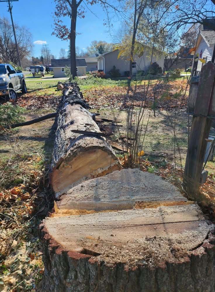 A felled tree trunk lies on the ground, cut near the base. Sawdust is visible.