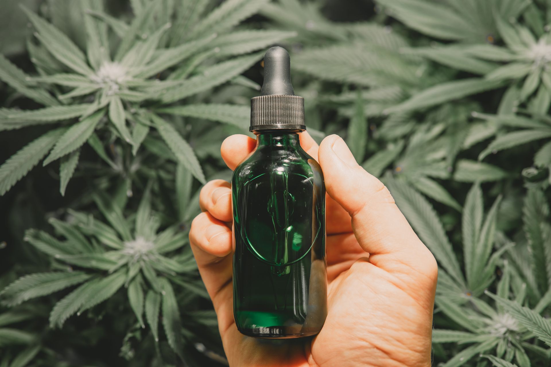 Hand holding a green dropper bottle against a background of cannabis plants
