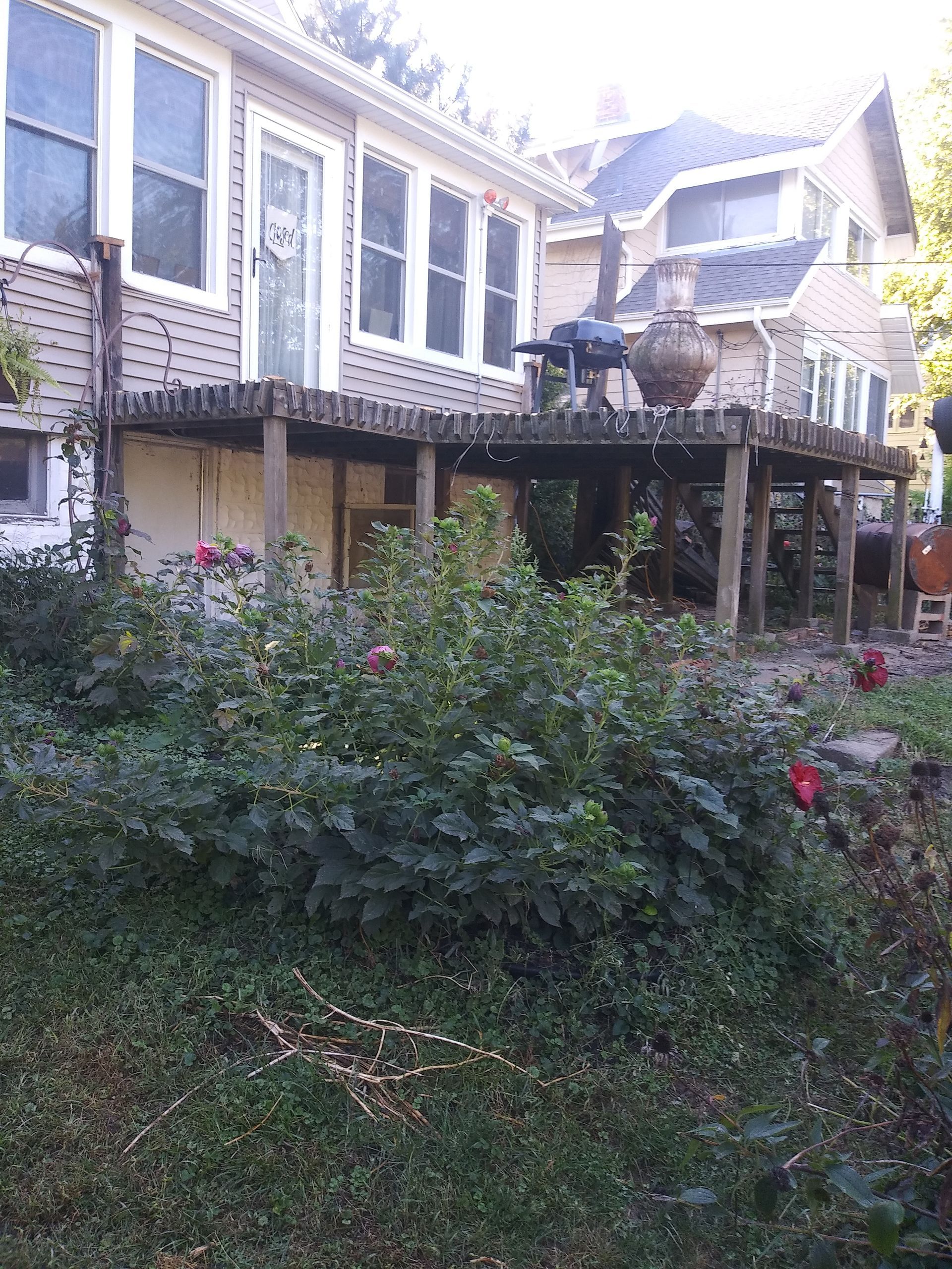 Overgrown front yard beside a row of white houses with tall windows and a covered porch