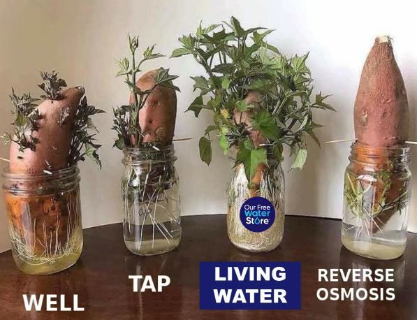 Sweet Potatoes Are Growing in Jars of Water — Chesterfield, MO — Our Free Water Store Sweet Potatoes Are Growing in Jars of Water — Chesterfield, MO — Our Free Water Store