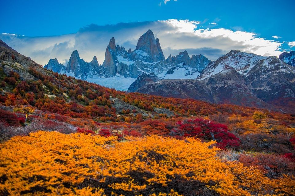 Flores silvestres otoñales en un valle con montañas nevadas y un cielo azul al fondo.