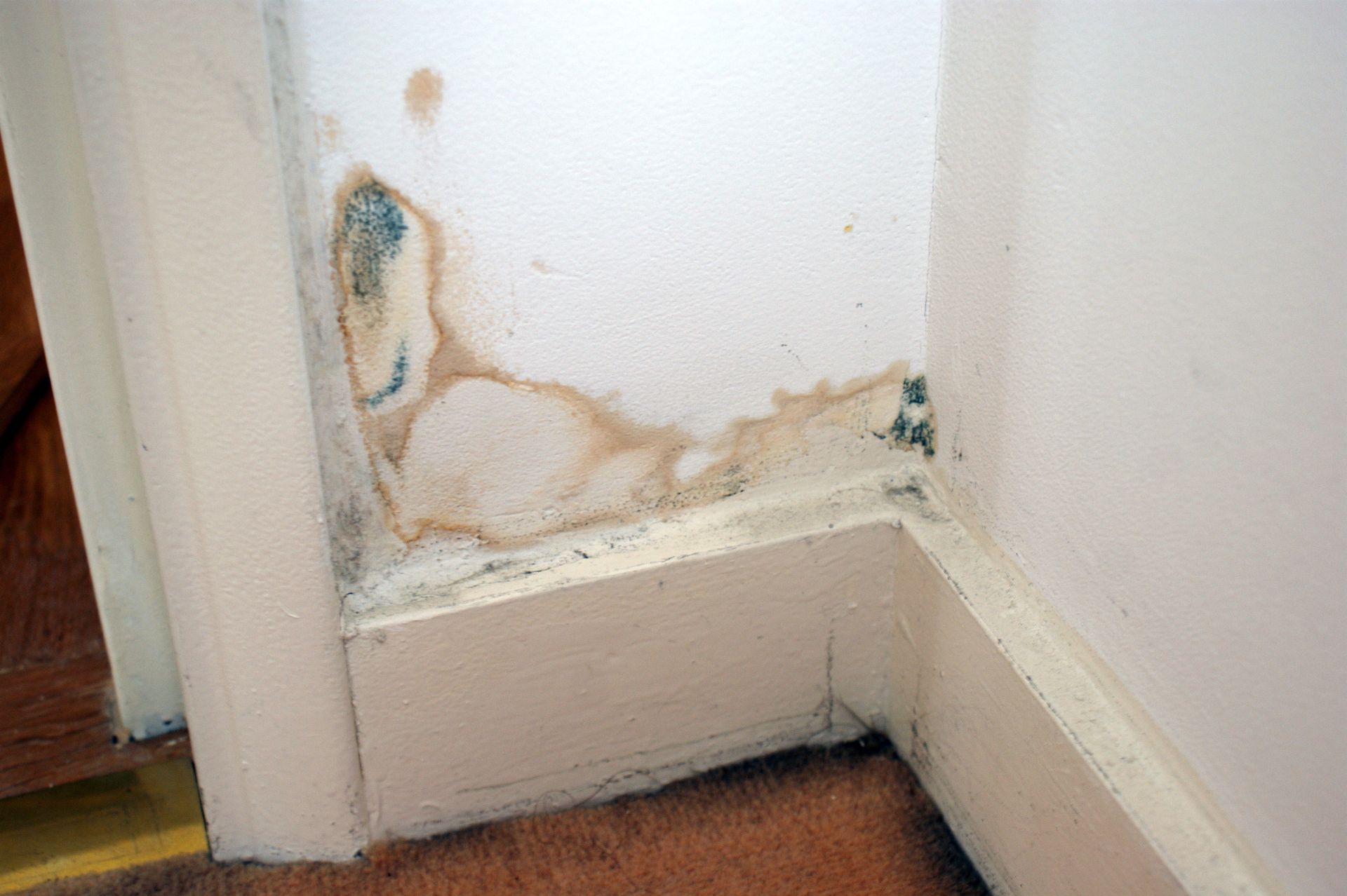 Un coin d'un mur avec de la peinture écaillée et de la moisissure dessus.