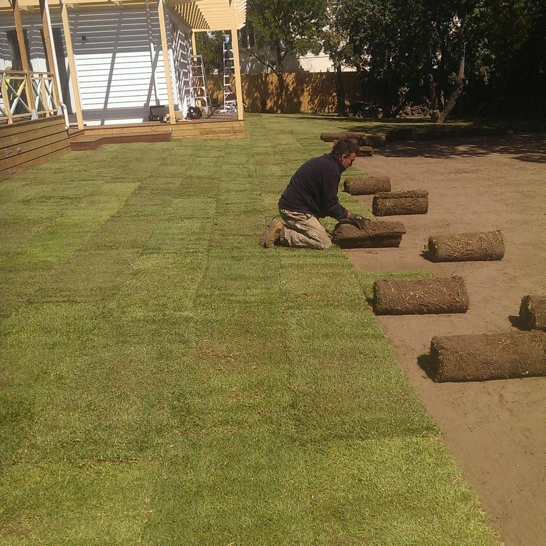 Man installing sod in a backyard, sunny day. Rolls of sod on the ground near a wooden deck.