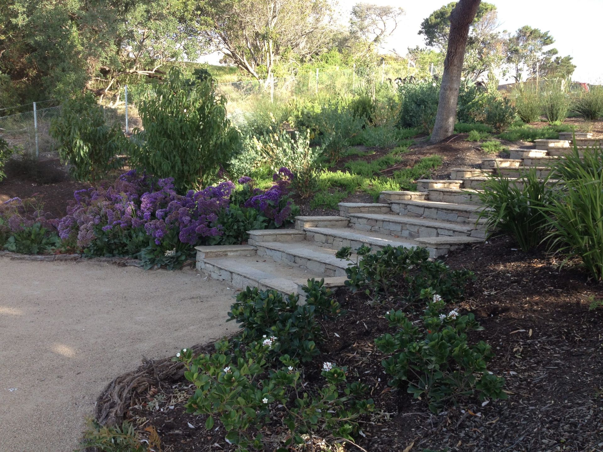 Stone steps ascend a hillside garden with purple flowers, greenery, and a gravel path.