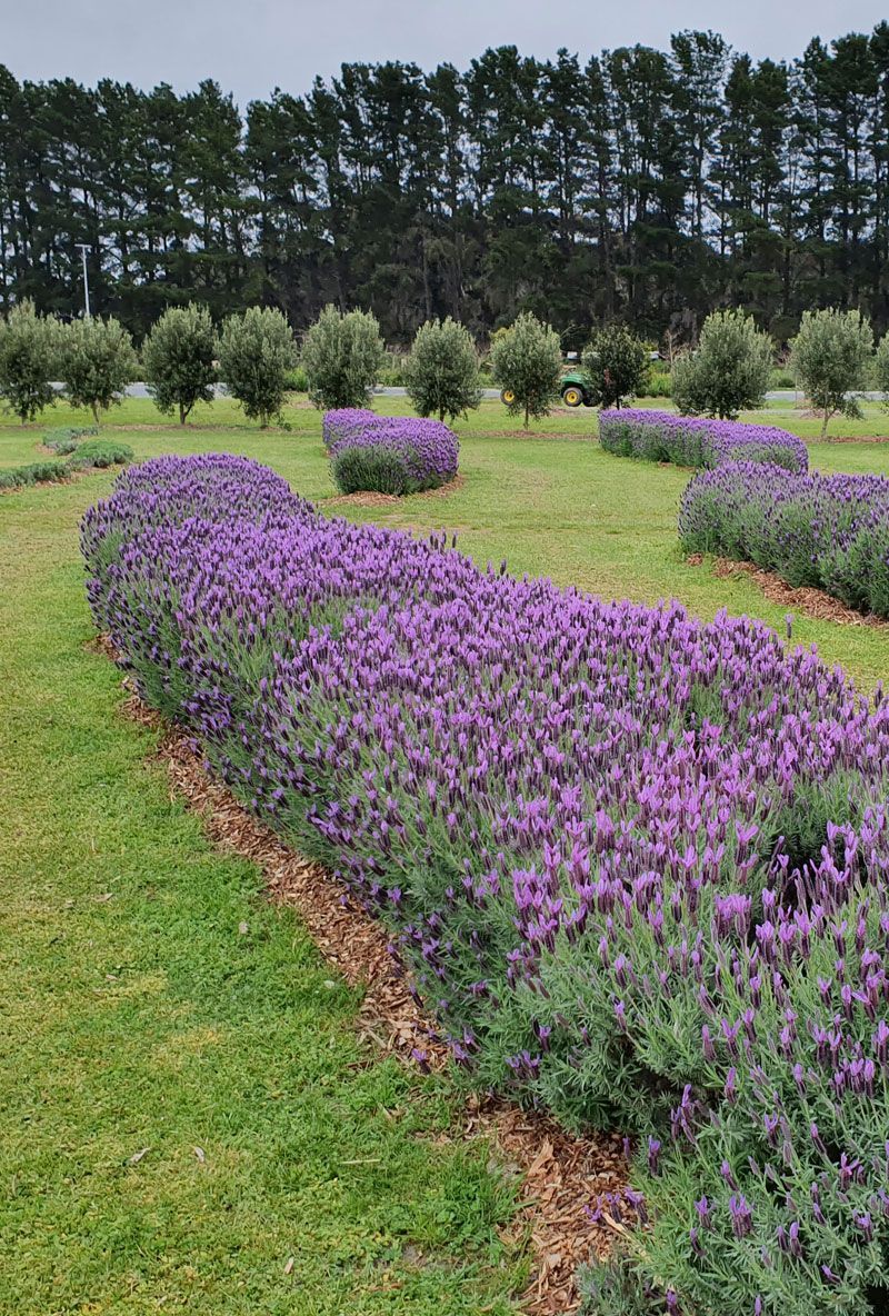 Rows of purple lavender flowers in a field with trees in the background under an overcast sky.