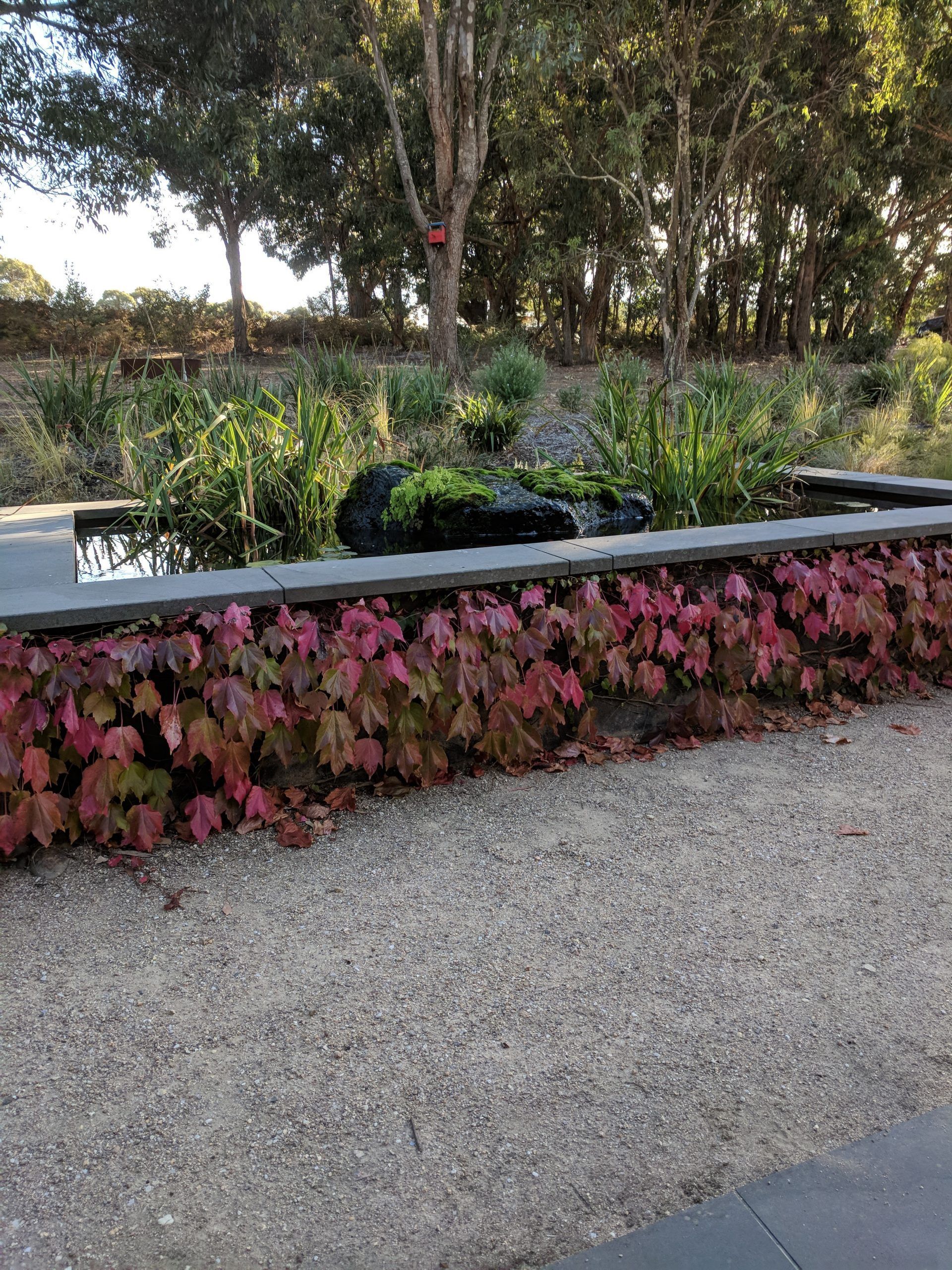 Water feature with red-leafed vines on a stone wall, surrounded by gravel path and trees.