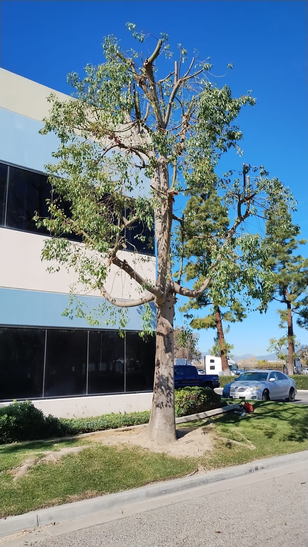 A tree in front of a building with the letter b on it