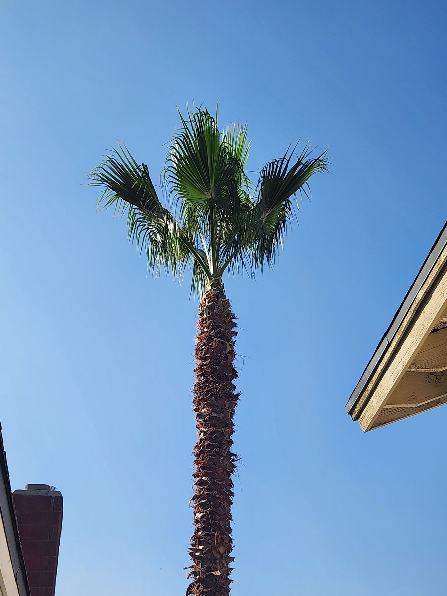 A palm tree with a blue sky in the background