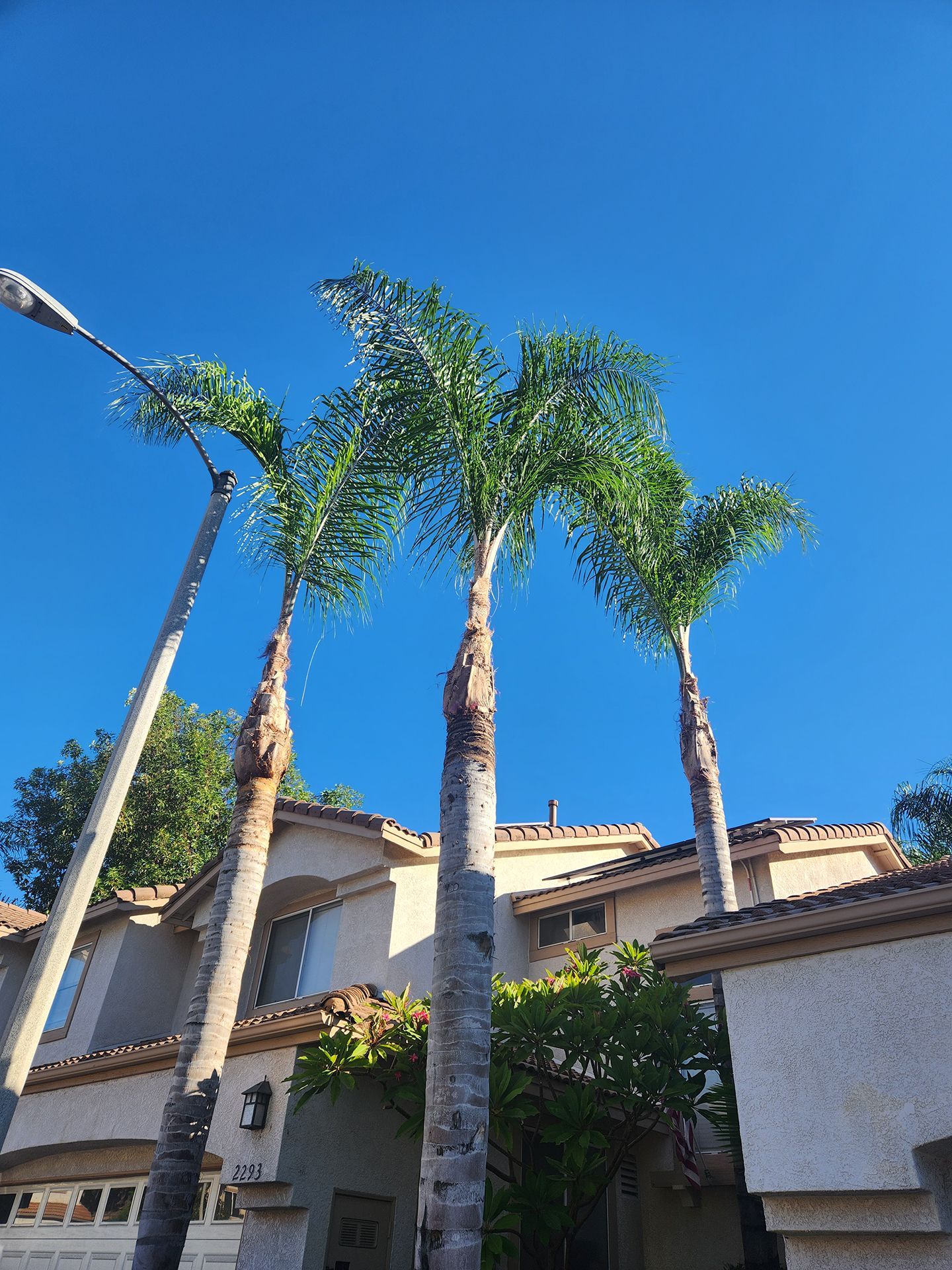 A house with a lot of palm trees in front of it