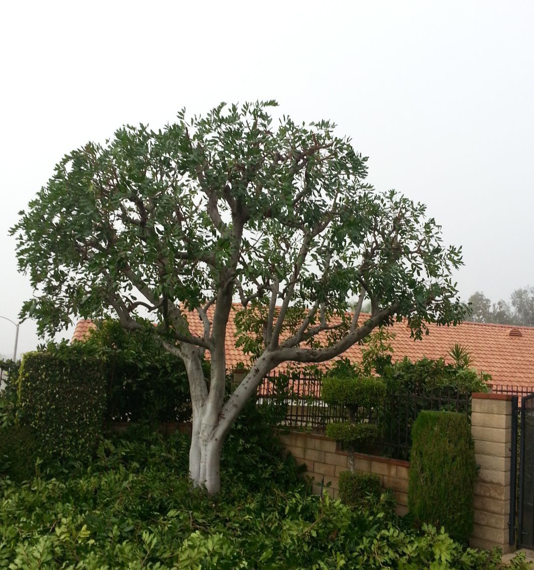 A tree with lots of leaves is in front of a house