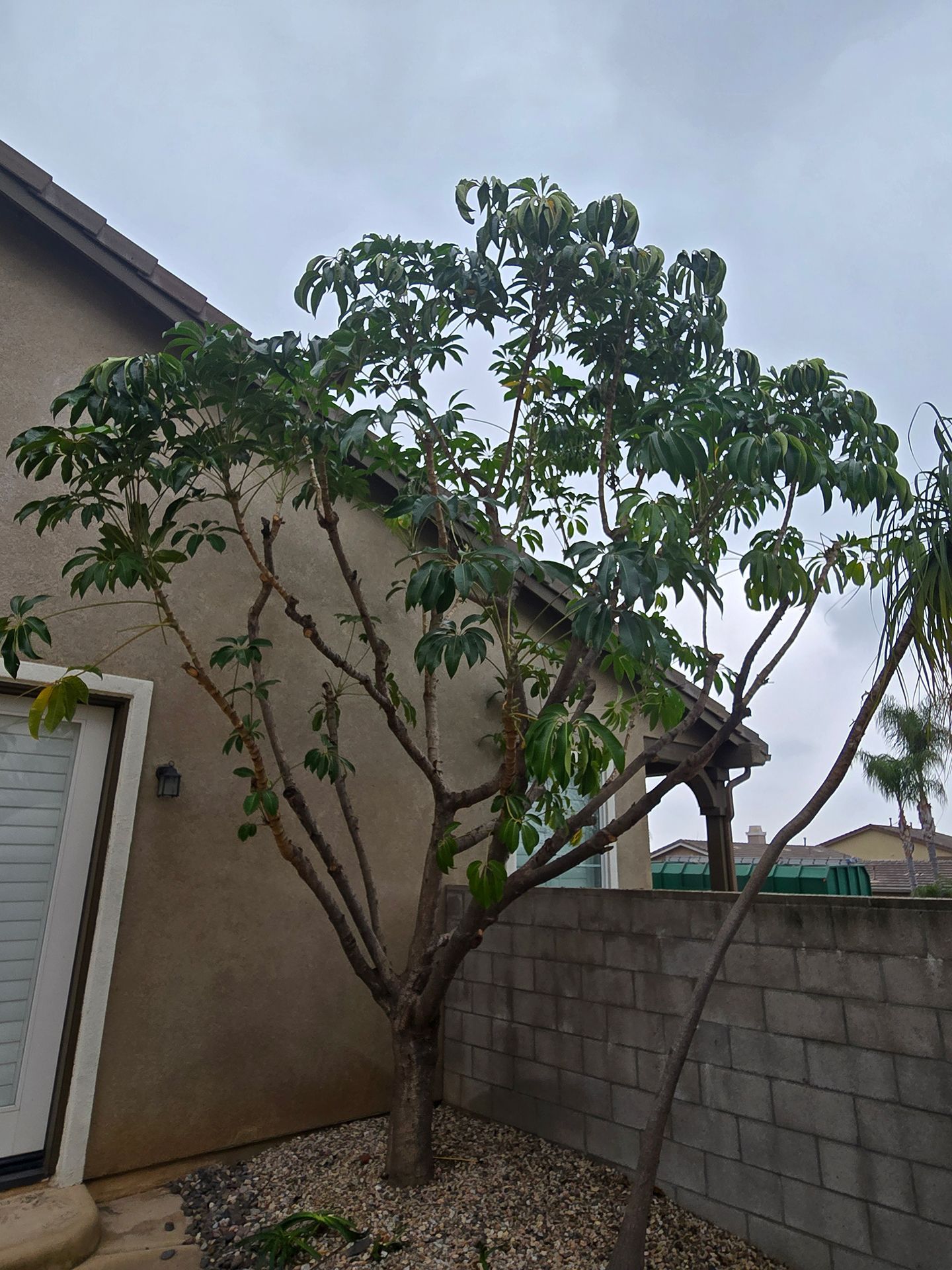 A tree is growing in the backyard of a house next to a brick wall