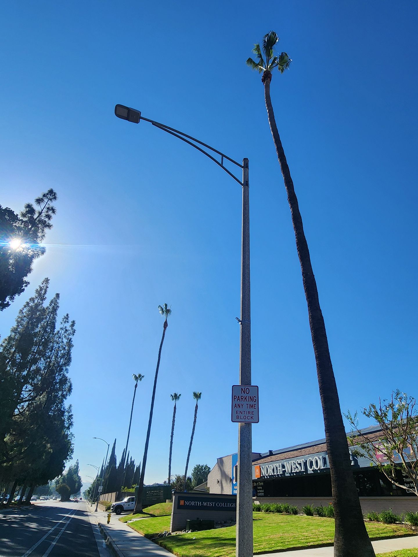 A street light with a palm tree on top of it