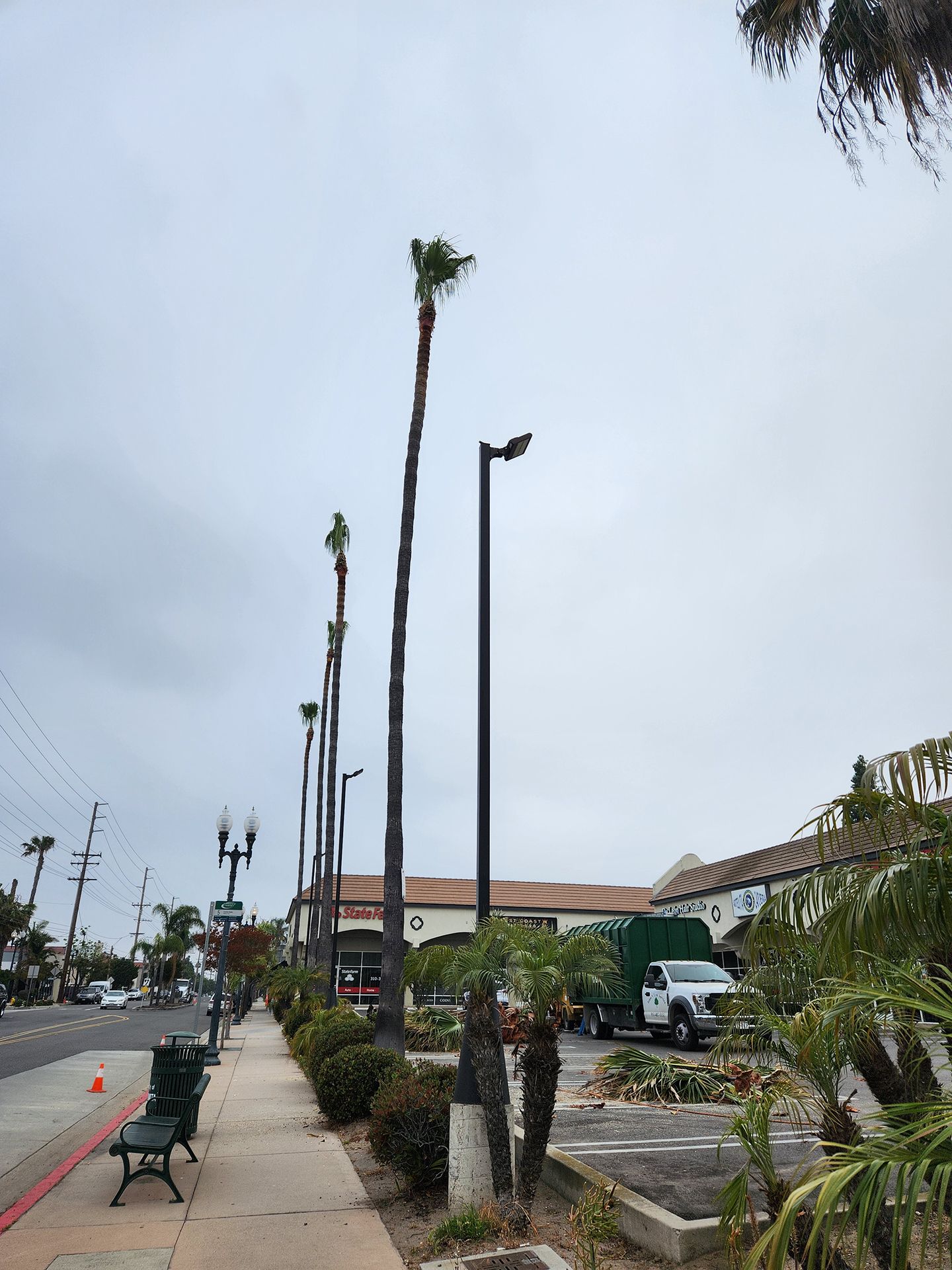 A row of palm trees are lined up along a sidewalk