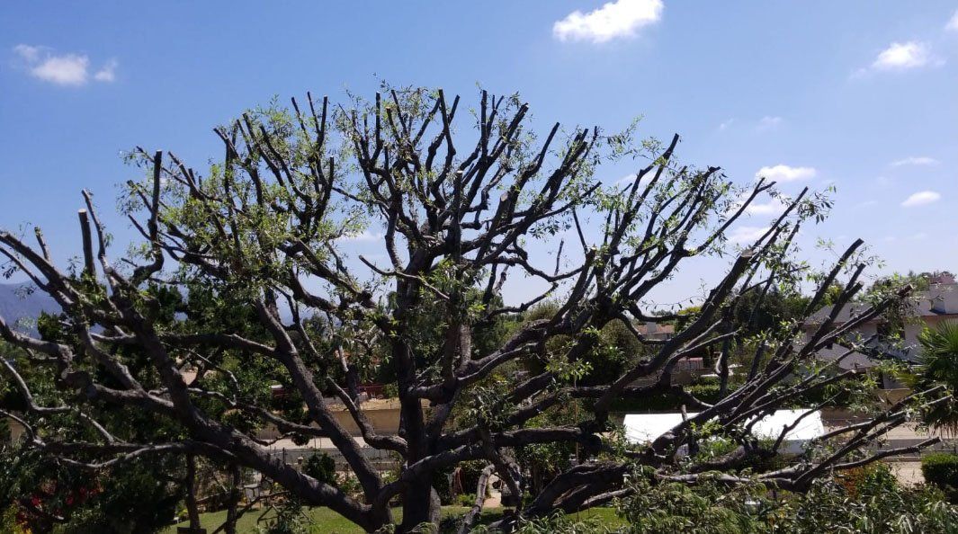 A tree with a blue sky in the background