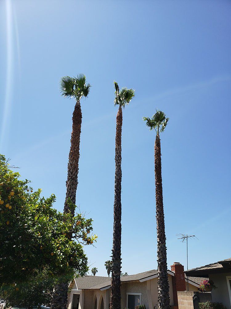 Three palm trees in front of a house on a sunny day