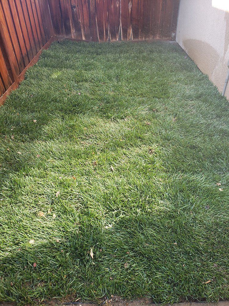 A large patch of green grass in a backyard next to a wooden fence