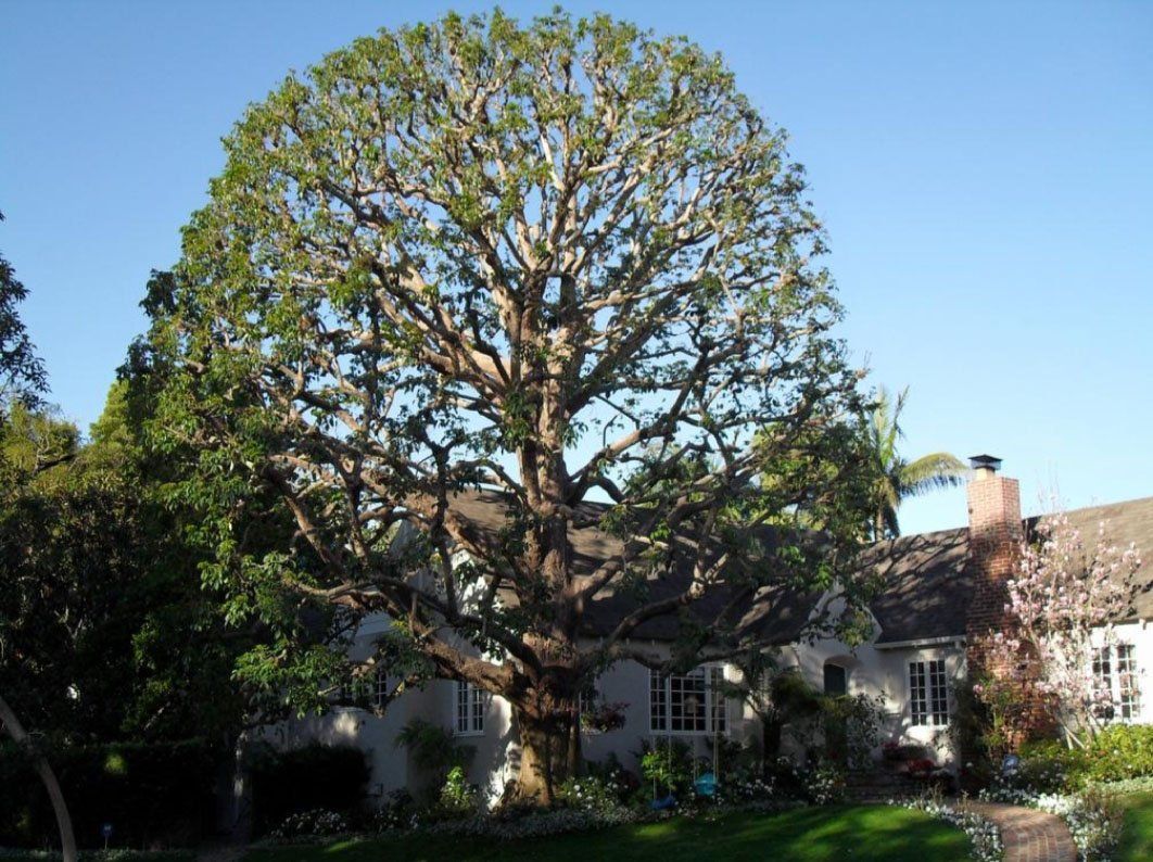 A large tree in front of a house on a sunny day