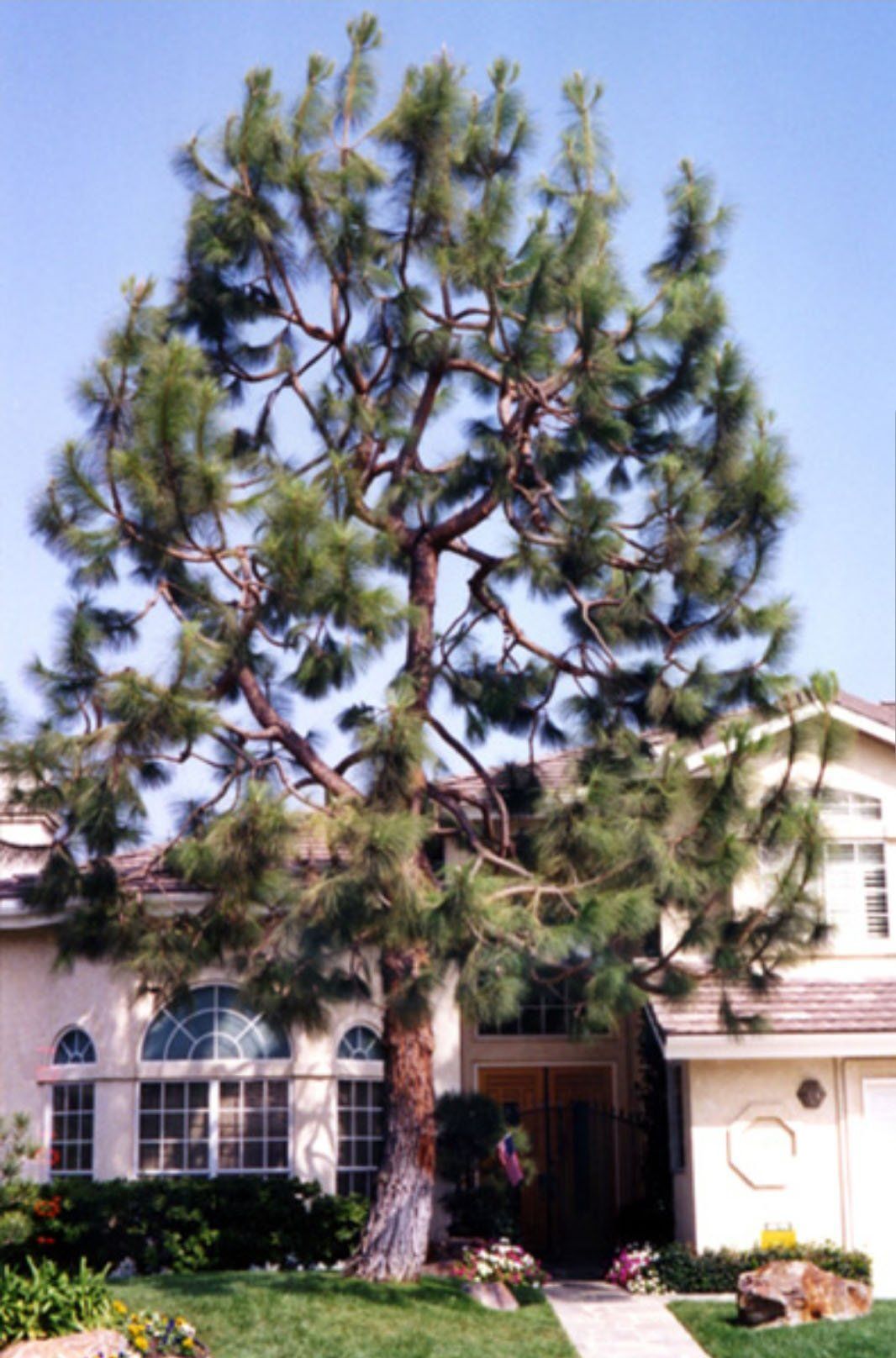 A large pine tree is in front of a house