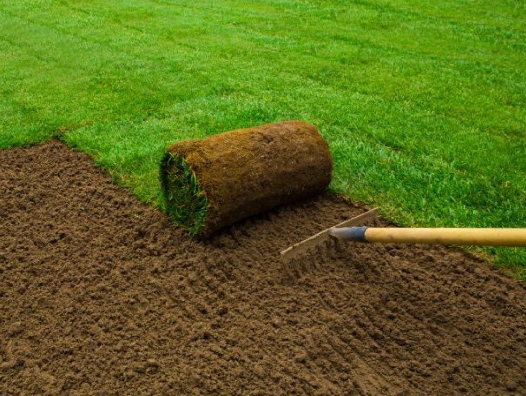 A person is rolling a roll of turf on a lawn with a rake